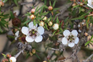 manuka blossom
