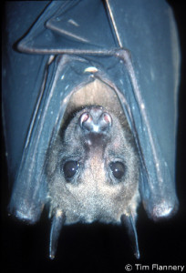 bulmer's fruit bat