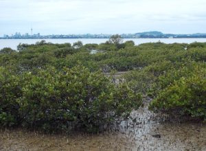 mangroves in Auckland Harbour