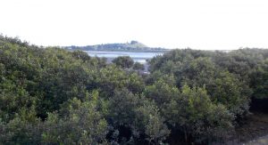 mangroves on the Manukau harbour