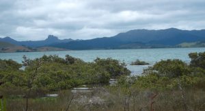 Mangroves at Matarangi