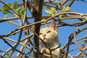 cat in kiwifruit vine