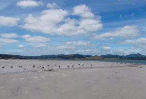 Matarangi beach