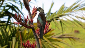 tui in flax