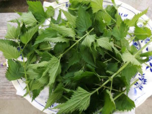 Stinging nettles on tray Urtica dioica