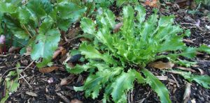 Curly endive in garden
