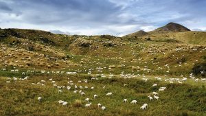 New Zealand sheep