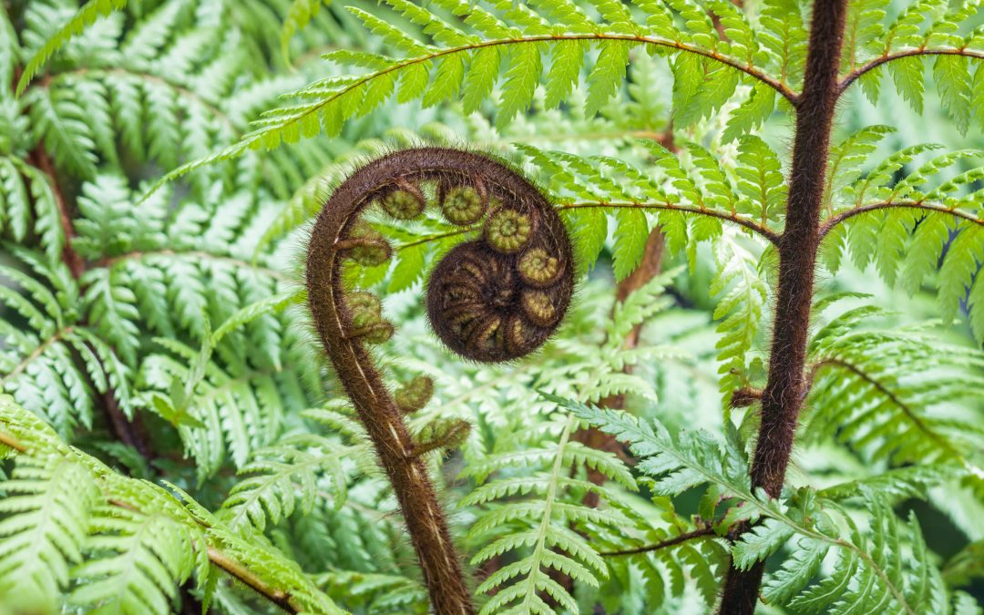 Introducing a new modality: Wisewoman